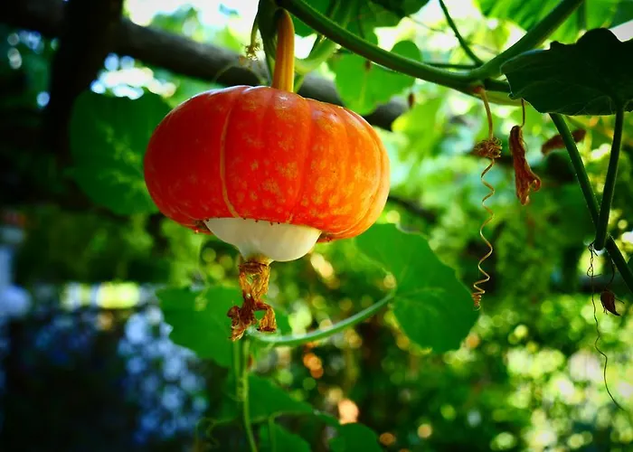 Da Gelsomina 2* Anacapri (Isola di Capri)